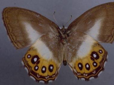 Todas las mariposas Euptychiina comparten una apariencia relativamente similar, como alas marrones, lo que las ha hecho difíciles de distinguir para los científicos.