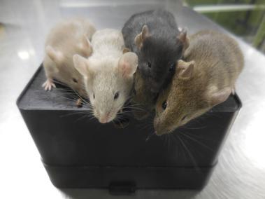 NYT: Investigadores rastrearon el comportamiento segundo a segundo de ratones.