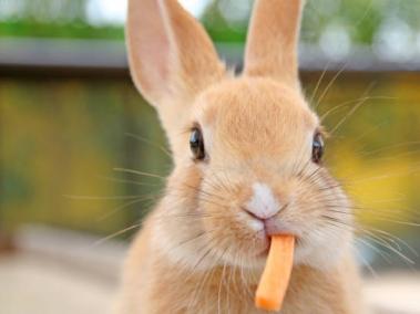Los dientes del conejo nunca dejan de crecer, por eso es importante que puedan desgastarlos mordisqueando madera sin tratar.