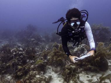 Los buzos que se certificaron con Reef Check EcoDiver son entusiastas del mar, que no cuentan con conocimiento científico.