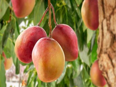 Una de las variedades del mango es la ‘Alfonso’ que se caracteriza por ser dulce y suave.