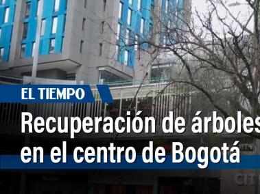 El Jardín Botánico logró recuperar 118 árboles en el centro de Bogotá