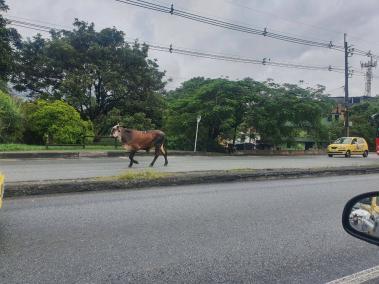 Toro paralizó tráfico en Medellín
