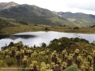 Loros Andinos será declarado parque nacional natural en Tolima.