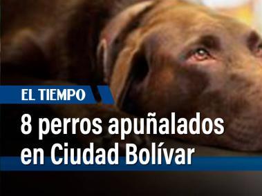 Están apuñalando a los perros del barrio Brisas del Volador de Ciudad Bolívar