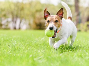 Las pelotas de tenis son uno de los juguetes que usualmente se utilizan para jugar con las mascotas.