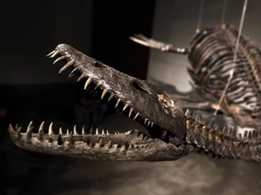 El esqueleto de este dinosaurio se conserva en un 75 por ciento de su estructura.