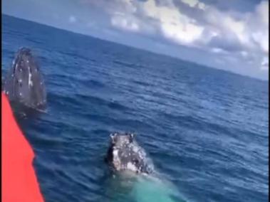Avistamiento de las dos ballenas jorobadas, en Tumaco.