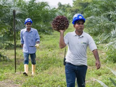 Hace un par de meses agricultores comenzaron a recoger sus primeras cosechas de aceite de palma y limón Tahití.