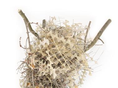 NYT: Se han hallado púas de metal en nidos de urracas.