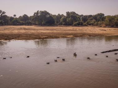 NYT: Hipopótamos en el río Luangwa, junto al antiguo campamento donde Delia Owens vivió un tiempo, en el Parque Nacional North Luangwa.