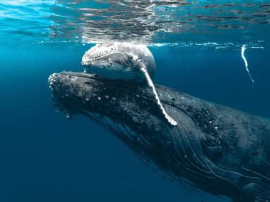 Cada año, más de 3.000 ballenas jorobadas llegan al pacífico para tener sus crías y aparearse.
