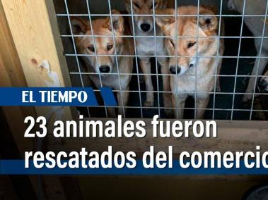 Los animales estaban en malas condiciones, con enfermedades y lesiones. El rescate fue en la localidad de Teusaquillo.