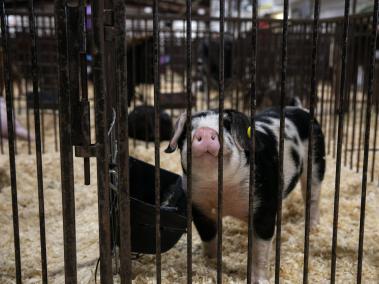 NYT: Se halló que muchos de los cerdos en una exposición porcina juvenil en New Lexington, Ohio, albergaban influenza.