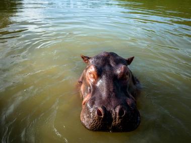 Los hipopótamos fueron traídos a Colombia hace 42 años.
