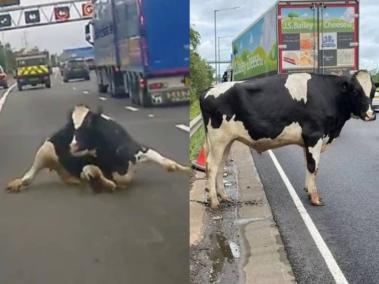 Vaca cae de camión