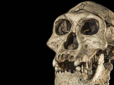Se han encontrado restos de una especie humana primitiva conocida como Homo erectus en Europa que datan de hace 1,4 millones de años.