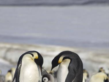 La pérdida de hielo marino está provocando efectos catastróficos entre las colonias de pingüinos emperador en la Antártida.