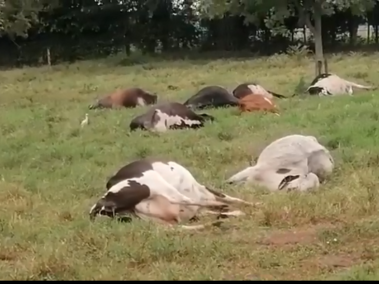 Mortandad de vacas en finca entre Buga y Tuluá
