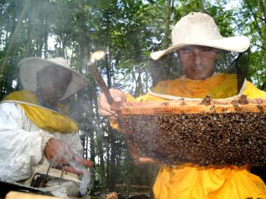 Se estima que en Colombia puede haber unas 1.500 especies de abejas.