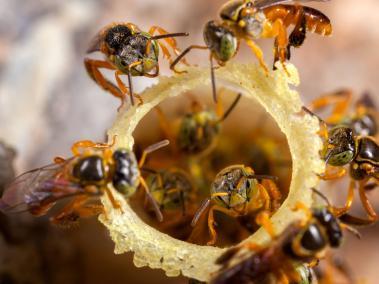 En Colombia hay 1496 colmenas de abejas meliponas.
