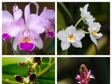 Entre los géneros de orquídeas nativas y extranjeras que se exhibirán están la Masdevallia, Telipogon, Odontoglossum, Oncidium, Cattleya, Epidendrum, emtre otras.