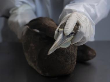 NYT: Más de 100 millones de aves se reproducen en la Antártida. Examinando un piquero en busca de gripe aviar en Río de Janeiro.