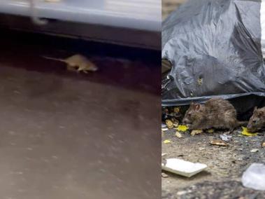 En videos que circulan en redes sociales se puede ver cómo las ratas están en el metro.