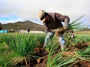 La Jurisdicción Agraria y Rural busca que campesinos despojados puedan recuperar sus tierras.