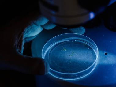 NYT: Mosquitos rociados con un polvo fluorescente brillaban verde bajo un microscopio en un laboratorio en la isla de Príncipe.