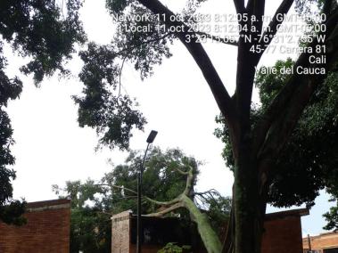 Uno de los árboles que se desplomó en la ciudad, tras el fuerte aguacero. Este caso ocurrió en El Caney.