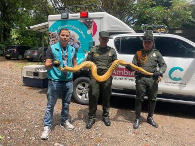 Anaconda albina rescata por expertos de Cormacarena.