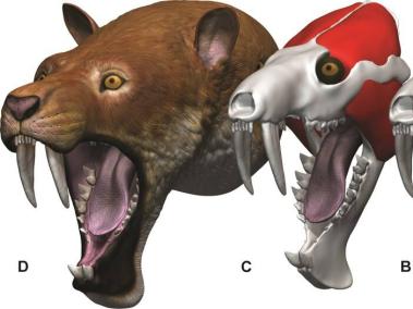 Reconstrucción de la cabeza del “marsupial dientes de sable” descubierto en Colombia.