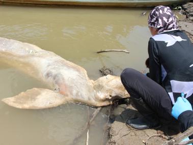 Jimena Valderrama, médica veterinaria de la Fundación Omacha, revisa el cadáver de un delfín rosado encontrado en la zona fronteriza entre Colombia y Perú.
