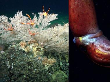 Dos nuevos arrecifes de coral prístinos fueron descubiertos en las aguas frías y profundas de las Islas Galápagos (Ecuador).