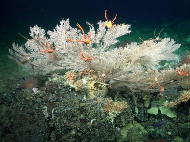 Arrecife de coral en aguas profundas descubierto junto a las Islas Galápagos (Ecuador).