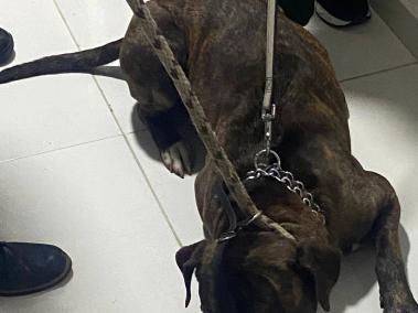 Este es el perro pitbull involucrado en la muerte de la menor de dos años en Villamaría, Caldas.