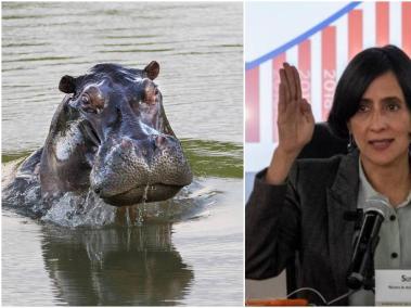 La ministra de Ambiente, Susana Muhamad, anunció hoy las medidas a tomar ante los hipopótamos.
