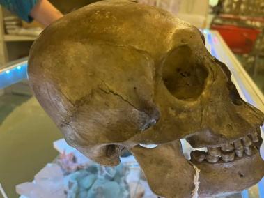 El cráneo humano encontrado en una tienda de segunda mano de Florida