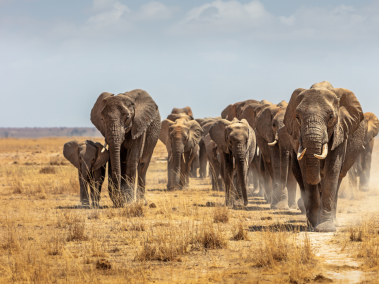 Los elefantes demuestran tener capacidades sociales impresionantes.