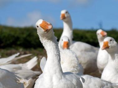 Nuevo foco de gripe aviar en Hungría.