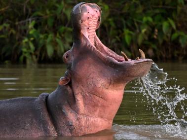 NYT: Amenazan 170 hipopótamos las especies nativas y los ríos colombianos.