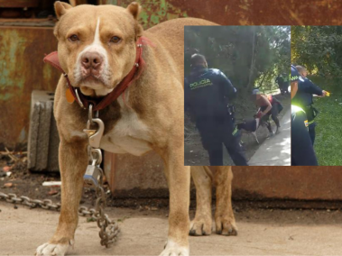Pitbull atacó a policía en Manizales por orden de su dueña.