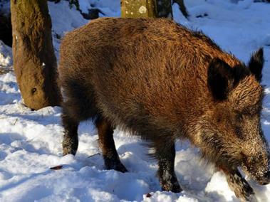 El super cerdo se expandió en Canadá y temen que ingrese a Estados Unidos