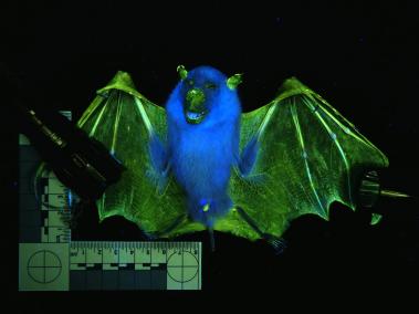 NYT: Un murciélago de nariz tubular bajo luz negra. Un sondeo reciente halló 125 mamíferos con fluorescencia.