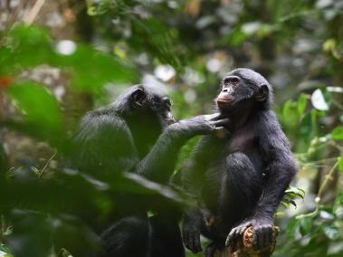 NYT: Una hembra bonobo adulta acicala a un macho adolescente de un grupo vecino en la Reserva Kokolopori Bonobo en la República Democrática del Congo.