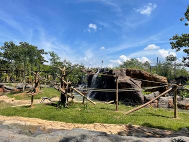 Nuevo hábitat de los lémures en Bioparque Ukumarí