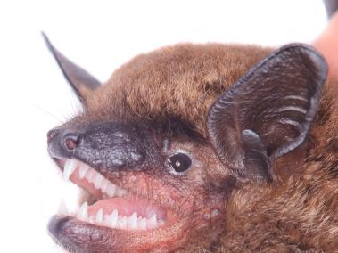 Esta nueva especie de murciélago se caracteriza por ser la más grande de su género.