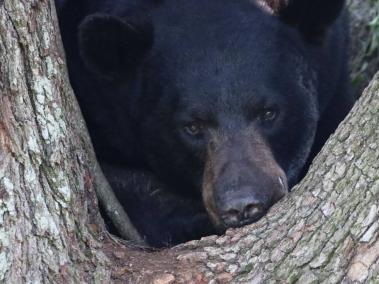 El proyecto de ley busca la autodefensa de las personas ante los osos negros
