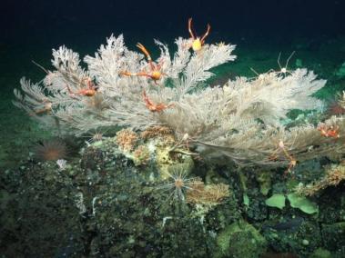 Durante la campaña se observaron múltiples especies de corales de aguas profundas, una información clave para la gestión del corredor marino del Pacífico Oriental Tropical.